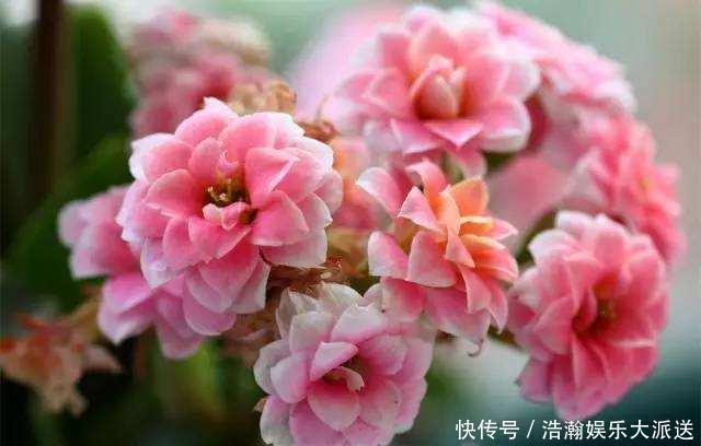 修剪|家有长寿花,还没“修剪”小心晚了时间,秋天不开花!