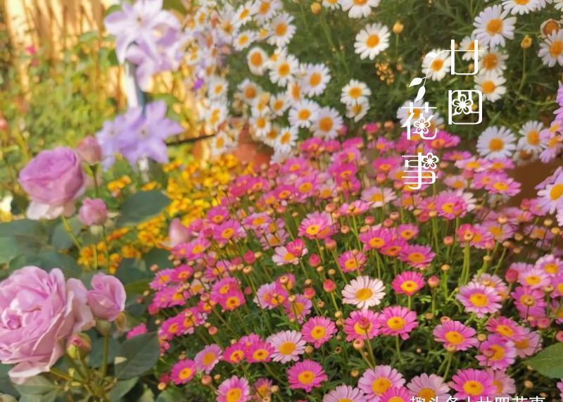 6种花，适合女生阳台党，花期长花量大，阳台轻松变“花海”