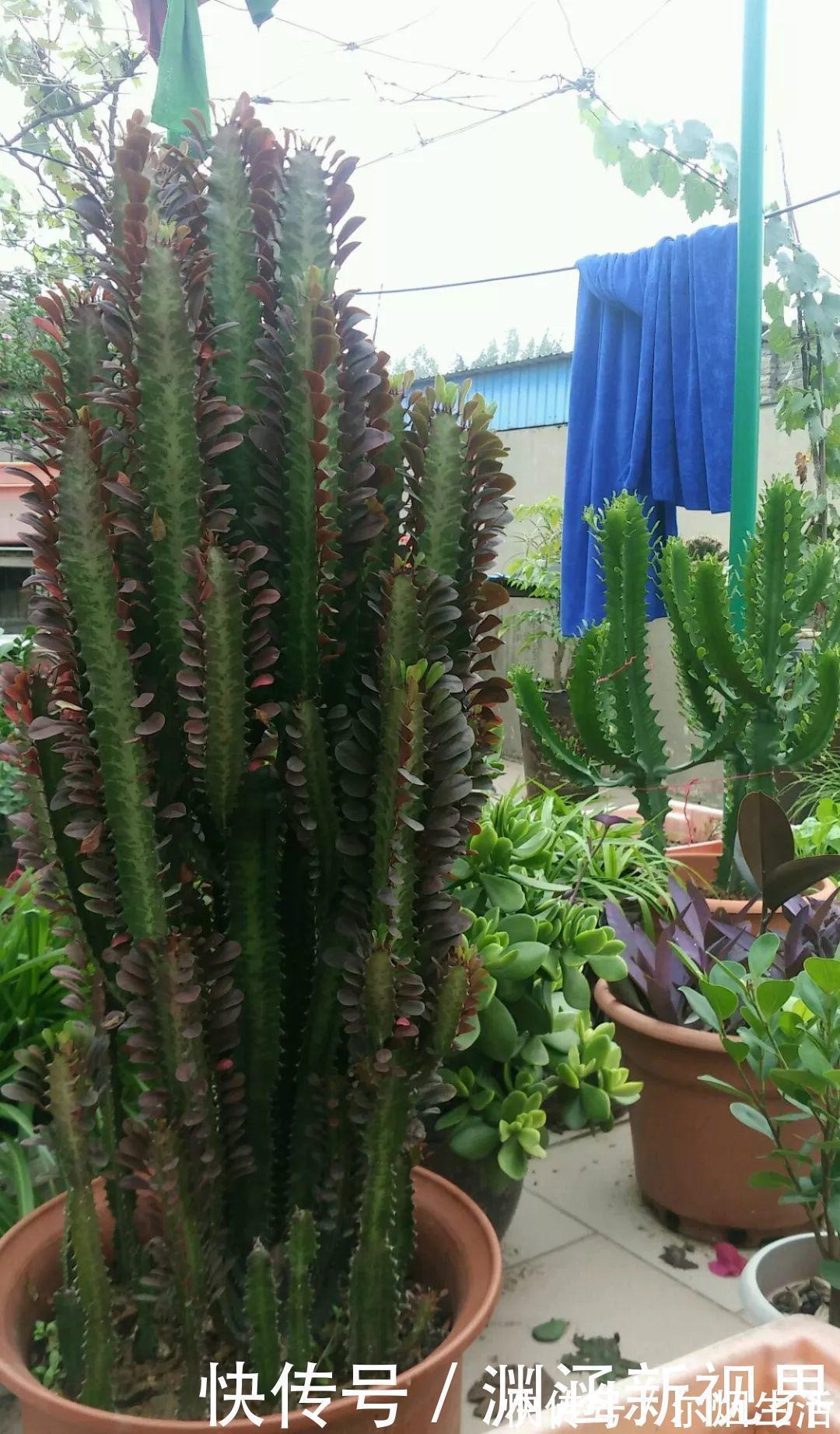 会养花的人都选它,耐旱又好活,2年养成小树桩!