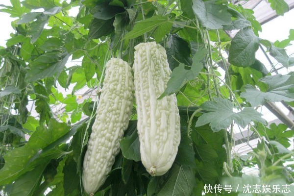 夏天|夏天吃苦瓜,胜过十副药!吃苦瓜有3个好处,为了家人健康了解下