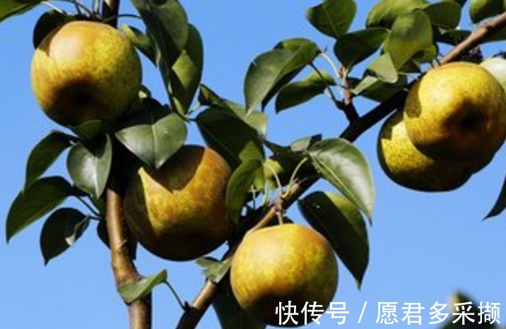 女人|女人常吃一物，頭不暈了，不咳嗽了，遠離婦科炎癥，子宮更健康