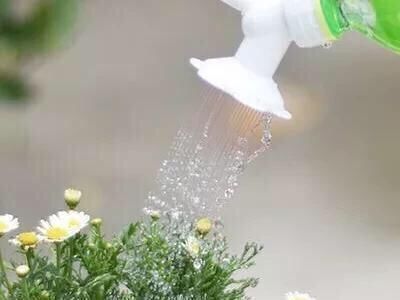 病虫害|家里花草长了白粉虱怎么办不用喷药，3招就消灭光，花儿长得旺