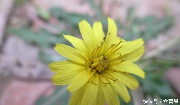 农村田野常见的蒲公英有什么用途?