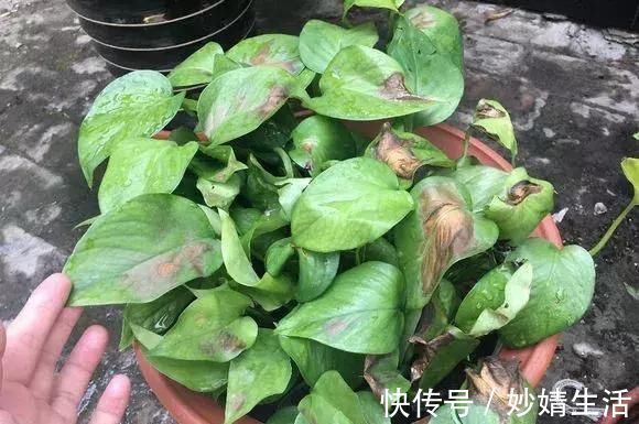 家里花草容易“干尖”4个原因要知道，用3个方法能预防