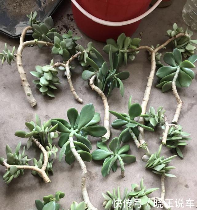 把“厚脸皮”养到“碗口粗”,用了5年时间,可以当传家宝了