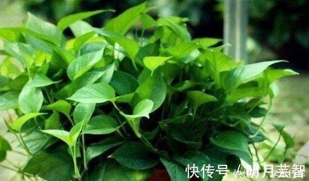 施肥|李大爷养花，真厉害，养啥“旺”啥，到底用了什么“好方法”！