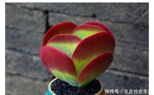 长相奇葩,多肉里的另类~!