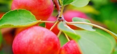 排毒养颜|想长寿全靠吃,三种食物离不开,补肾活血,强健血管,好处多多