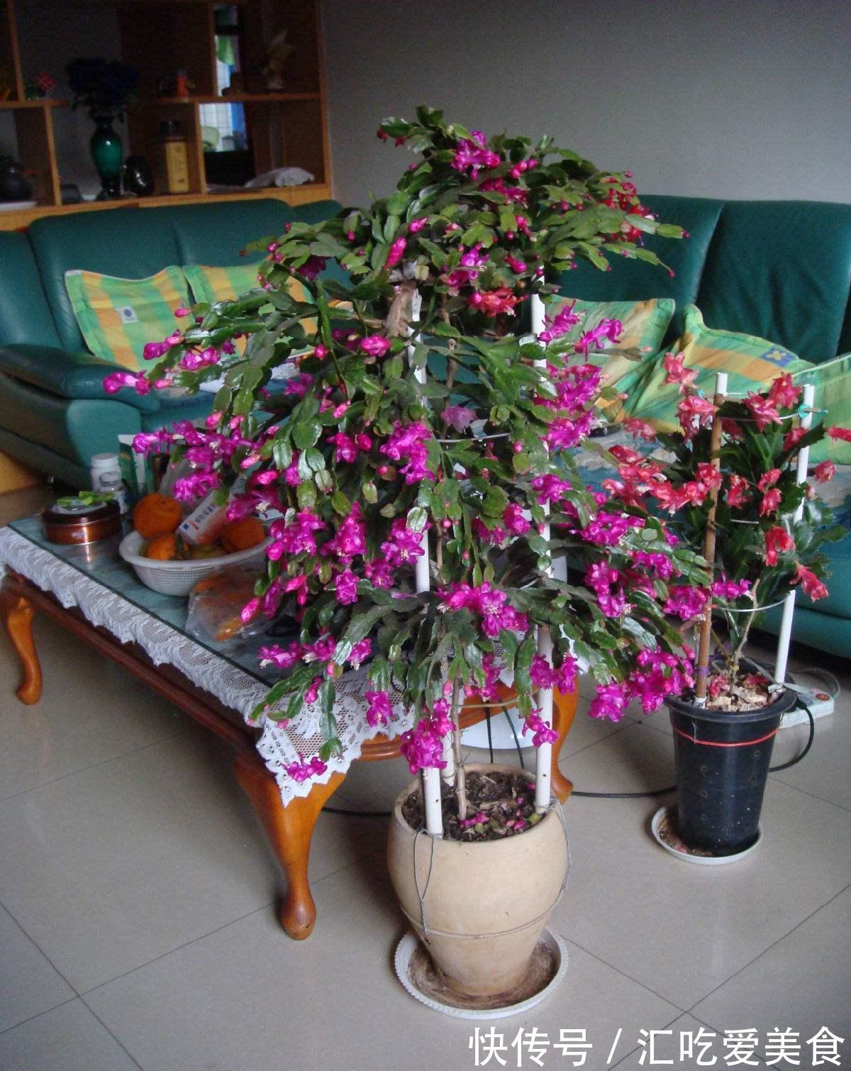 冬季怎样管理蟹爪兰,以便不会落蕾,又开出美丽的鲜花