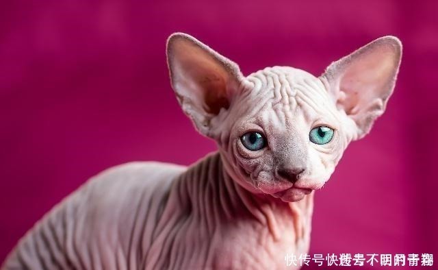 智商很高的4种喵星人,中华田园猫上榜,仙女