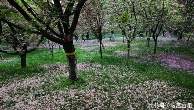 西安青龙寺 樱花华丽落幕牡丹娇艳盛开 花开花落都是美 粉紫色