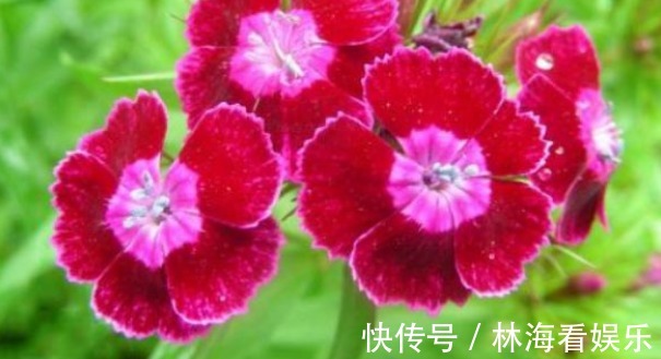 石菊|喜欢菊花，不如养盆“珍奇名菊”石菊，小巧艳丽，四季开花