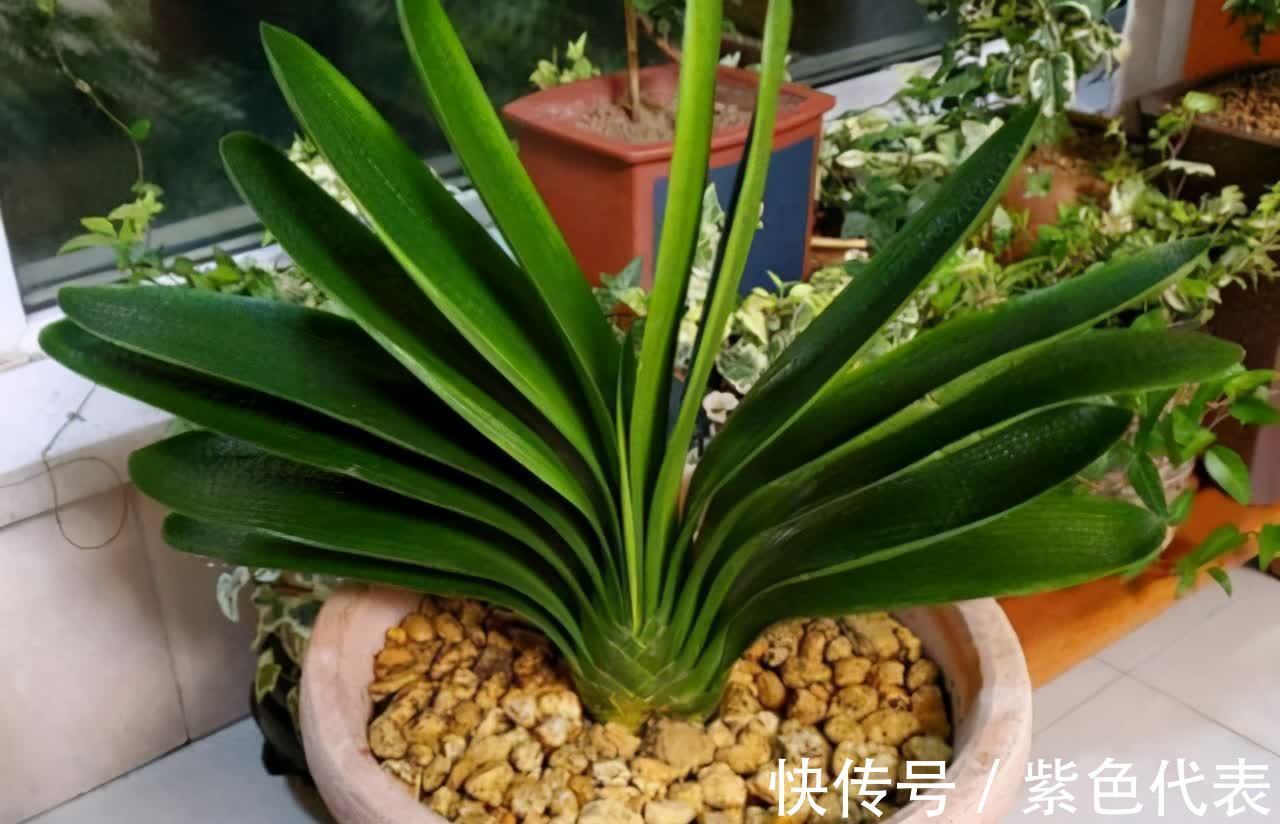 长寿花|立秋后，3种花要及时“翻盆”，不然影响“生长”和开花