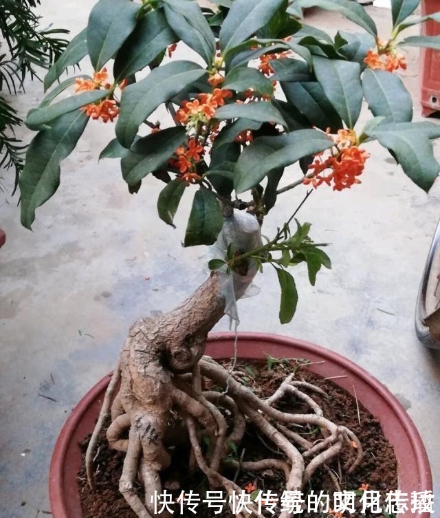桂花|此花能当“传家宝”,一样就是几十年,老桩粗、叶子密!