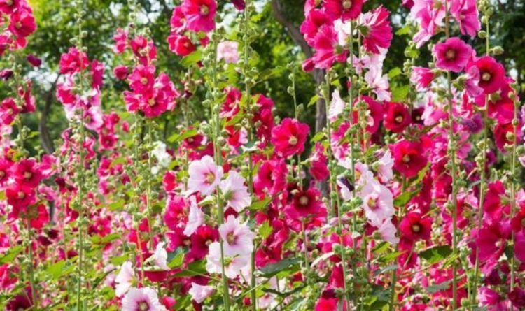 居家就养此几款花卉,养护简单,开花速度快,个个美的出奇