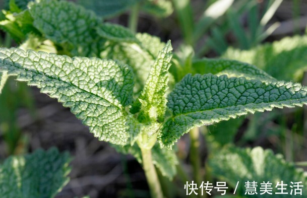 小根|65种野菜图片，带你认识不同的野菜和吃法，你想要的野菜这里都有