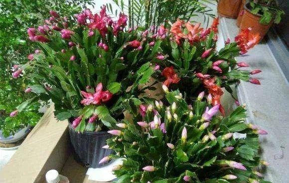 春天买花要认清，别买这些“休眠花”，买了也养不好，白花一笔钱