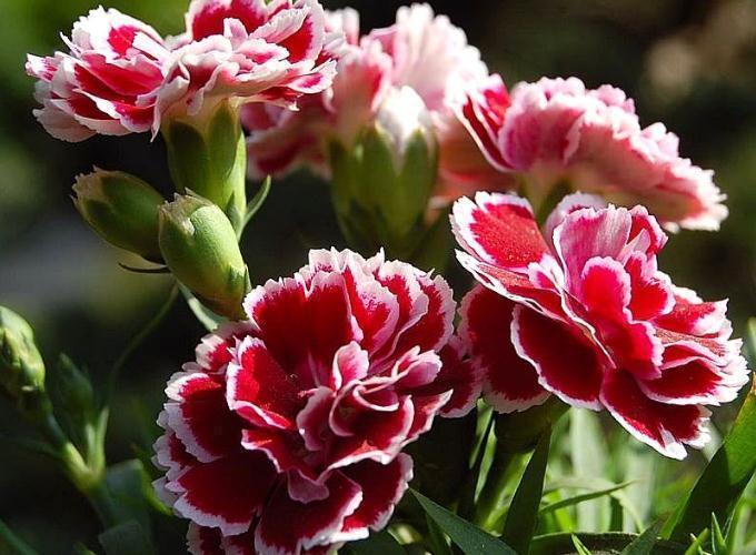 营养物质|养盆康乃馨,10天一口“花激素”,花大、颜色亮,美过“大牡丹