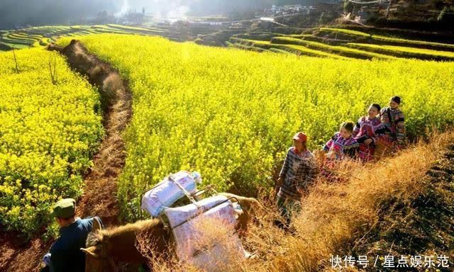 人间|油菜花漫舞在云南大姚紫丘山麻街村的山岗