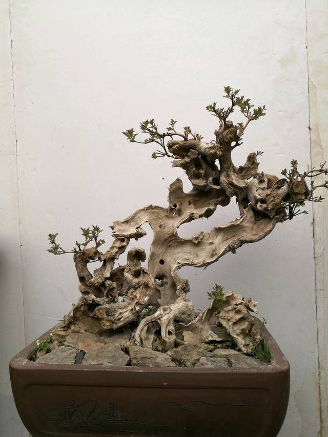 黄荆盆景老桩根部刚萌发的新芽到底要不要抹掉生桩和熟桩有区别