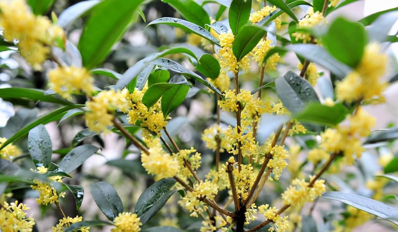 植物|12生肖，养什么植物才养人，你属什么，你养对了吗