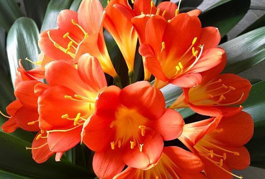 养护|君子兰养护学会这一点，越长越健壮