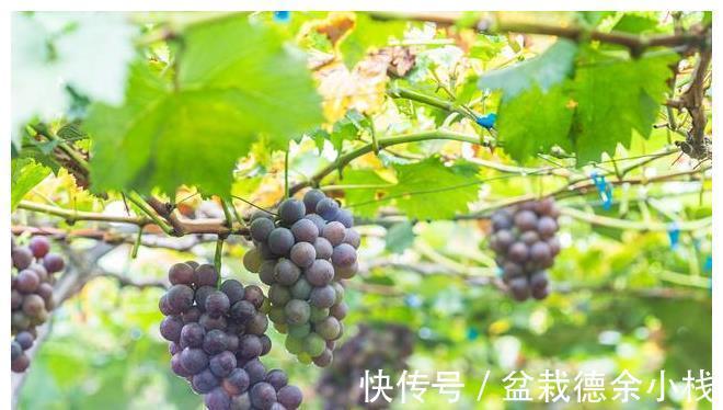 小事|白露前后,记得多吃“5种水果”,少做“3件小事”,秋冬少生病