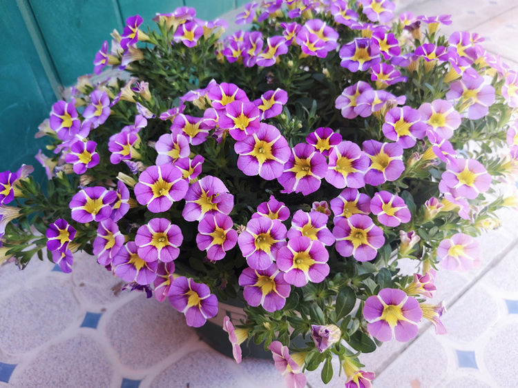 喜欢菊花,不如养这四款花,养花简单,阳台轻松变成花海