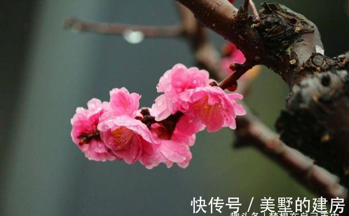 花花草草|原来花花草草也有这么多“雅称”