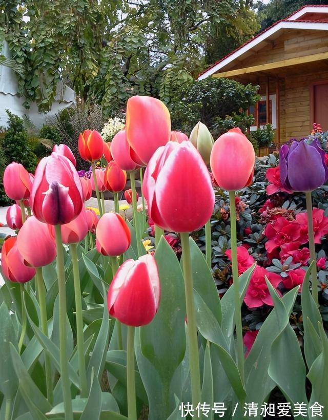 月季|三楼奶奶不让我在一楼种花,事情解决了,出乎意料的让人难受