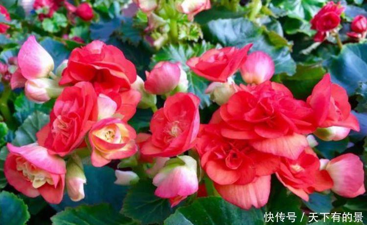 女生必养“3种花”,花朵漂亮又好养,满屋子飘香,心情好