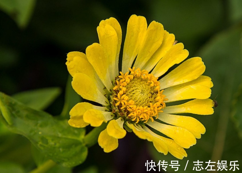 花友们|喜欢养菊，不如养盆“菊中珍品”堆心菊，花姿独特，爆成菊花海！