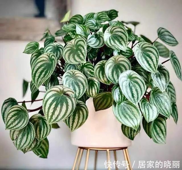 家里养几盆西瓜皮椒草,耐阴又好养,叶片自带花纹,清新又可爱