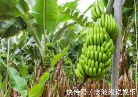 技巧|普通黄香蕉缓解贫血,避免感冒,这几个种植技巧你知道吗?