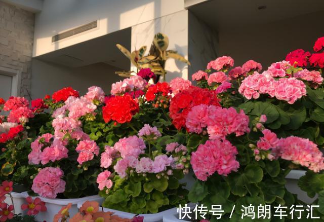 秋天快扦插，10种花不用买，掰个枝子插土里，嗖嗖生根，成活率高