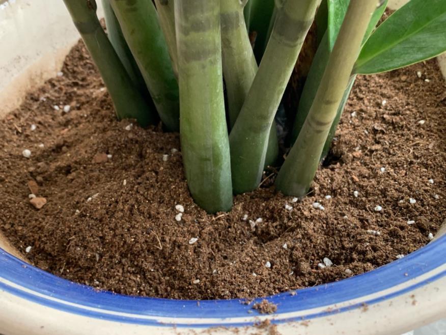 土壤|出门遛弯捡点它回家,一处理养花,植物长得又旺又壮