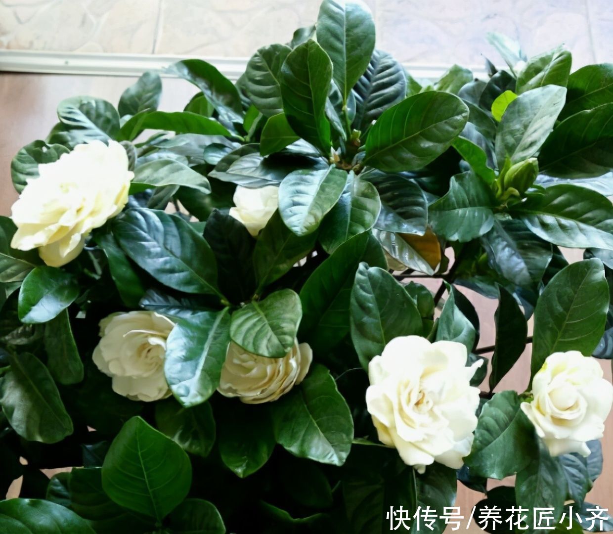 新手养花都被三种花坑过,虽然它们很漂亮,但是确实难养活