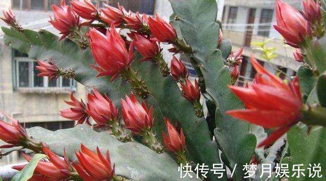 钾肥|什么羊粪、淘米水都不如“1勺粉末”,浇水加一点,25天吐花苞