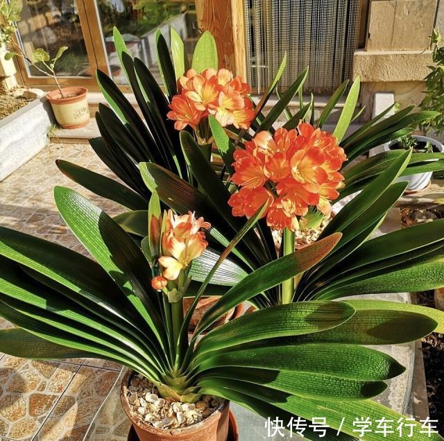 养君子兰,学会使用3种肥料,长得就像“大白菜”,天冷就开花!