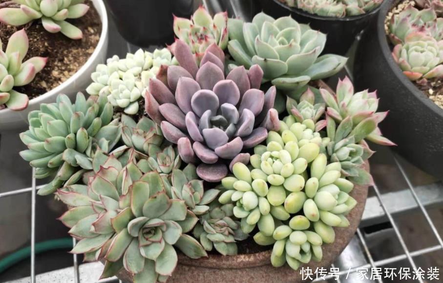 光照|闷养多肉叶子无光?拿出去这么晒,1周就变成好看的糖果色