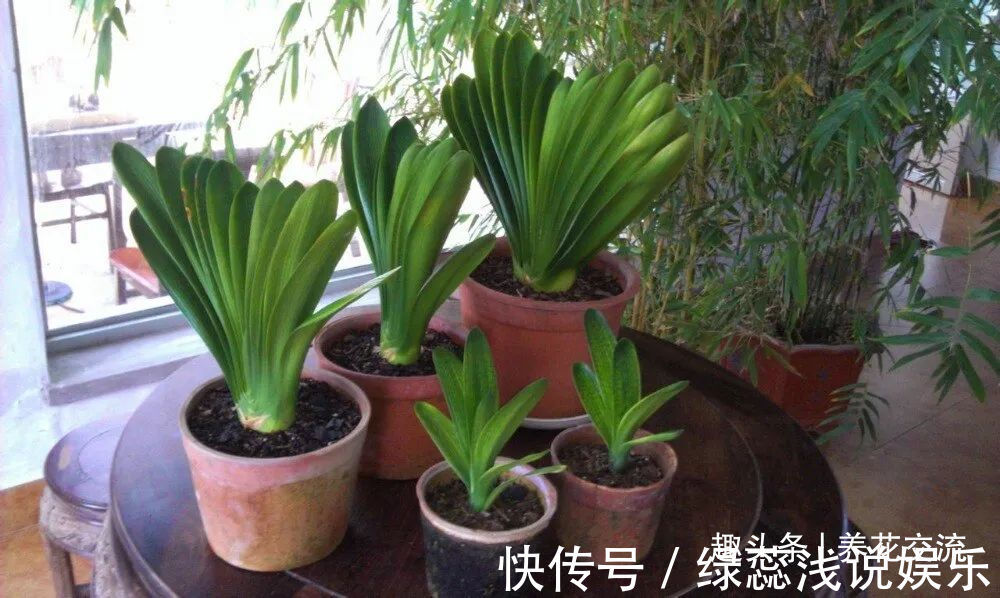 为啥很多朋友在家里养不好君子兰,有可能一开始就买错了