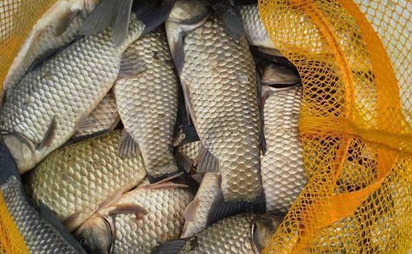 寒冬季节钓鲫鱼,遇上刮风天“很头疼”,注意换个思路找鱼窝