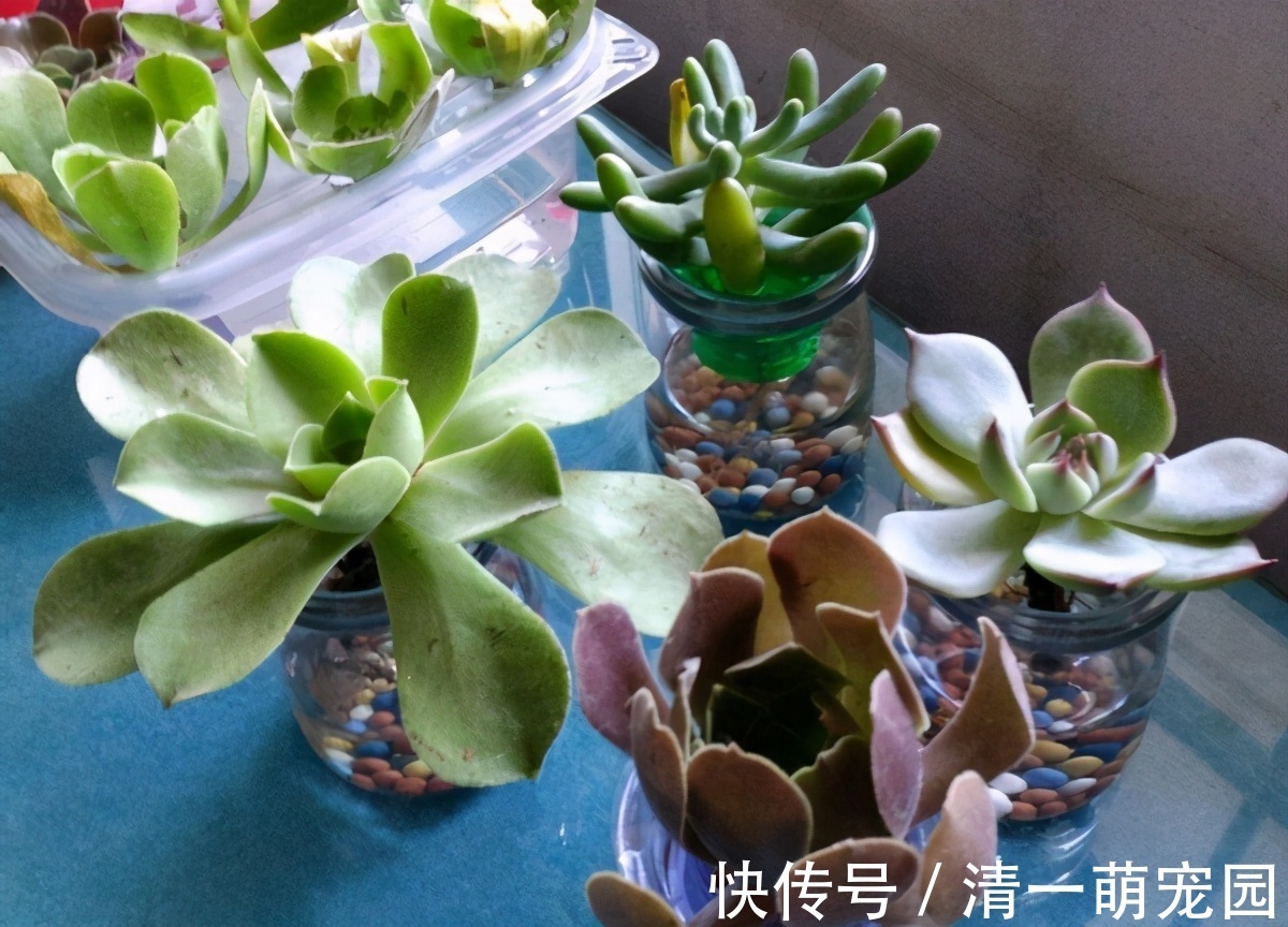 芽点|扦插讨喜的多肉,事前事后这么操作,成活率高很多