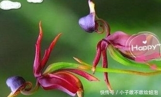 兰花|这些花平常都很难见到呢,关键是很可爱!