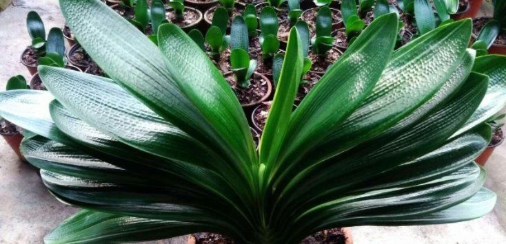 一年之计在于春，养君子兰做好5个关键，才能让它多长叶