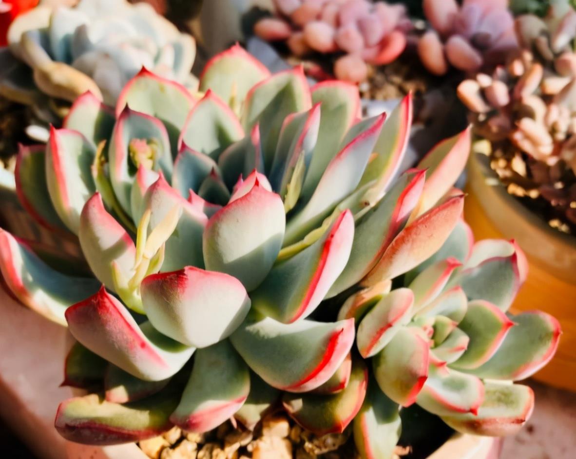 春日养花,常见这些“害虫”该怎么治疗?用它就不用喷药