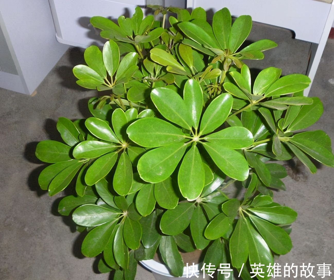 能净化室内空气的盆栽,选此四种,秋冬不怕来雾霾