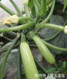 厉害!在家阳台也能种蔬菜盆栽,绿色环保,家里人都爱吃!