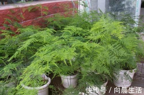 秋天|秋天养文竹，做好4件事，不黄叶不干尖，翠绿旺盛美翻了