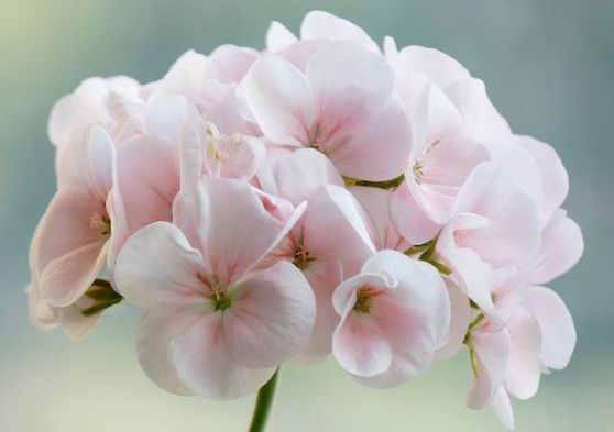 开花最香的4种花,家里养一盆,花开不断,还能旺财!